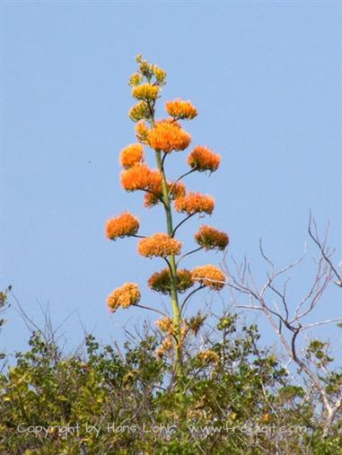 2004 Cuba, Cayo Ensenachos, DSC00862 B_B720